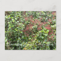 Bloomings from California: Evergreen Currant