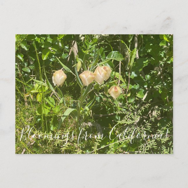 Bloomings from California: Fairy Lanterns Postcard (Front)