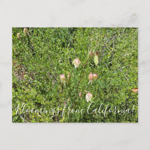 Bloomings from California: Fairy Lanterns Postcard