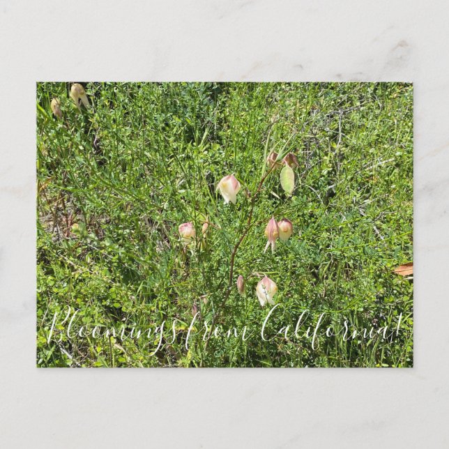 Bloomings from California: Fairy Lanterns Postcard (Front)
