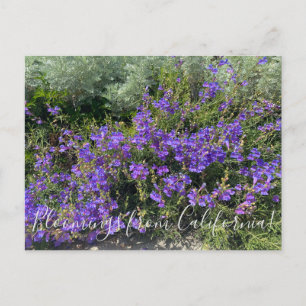 Bloomings from California: Foothill Penstemon Postcard
