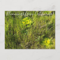 Bloomings from California: Footsteps Of Spring