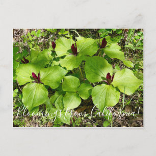 Bloomings from California: Giant Wakerobin Postcard