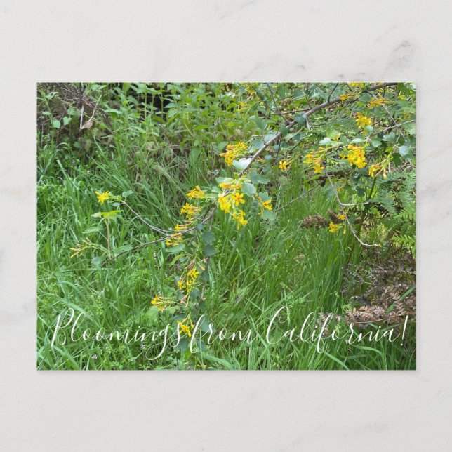 Bloomings from California: Golden Currant Postcard (Front)