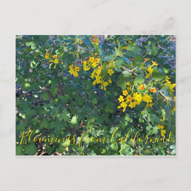 Bloomings from California: Golden Currant Postcard (Front)