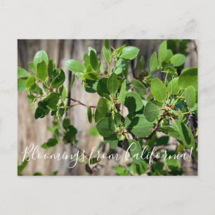 Bloomings from California: Greenleaf Manzanita Postcard