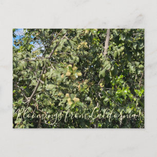 Bloomings from California: Hollyleaf Cherry  Postc Postcard