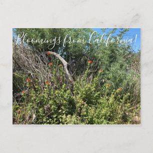Bloomings from California: Indian Paint Brush Postcard
