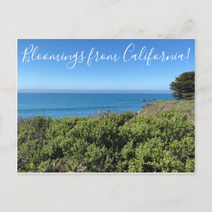 Bloomings from California!: Indian Paint Brush Postcard