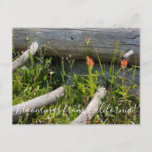 Bloomings from California: Indian Paintbrush Postcard