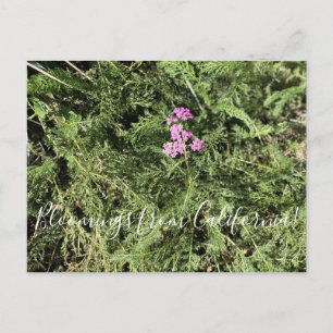 Bloomings from California: Island Pink Yarrow Postcard