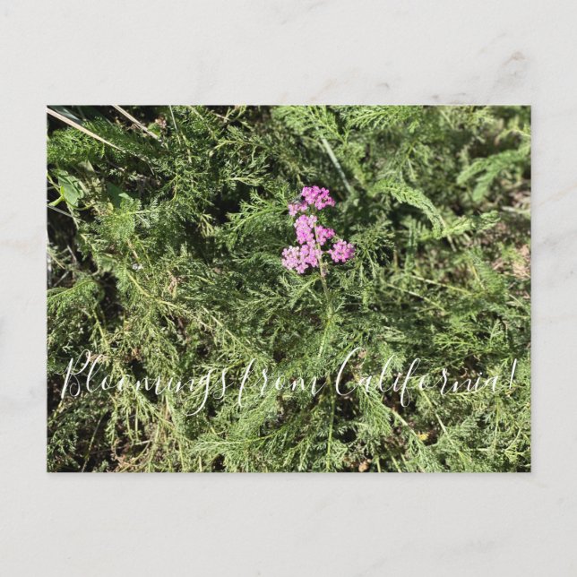 Bloomings from California: Island Pink Yarrow  Postcard (Front)