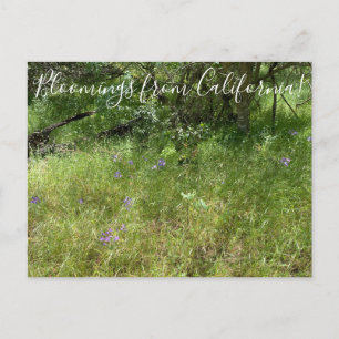 Bloomings from California: Ithuriel’s Spear Postcard