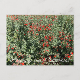 Bloomings from California: June Fuchsia Postcard