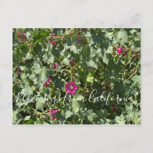 Bloomings from California: Malva Rose Postcard