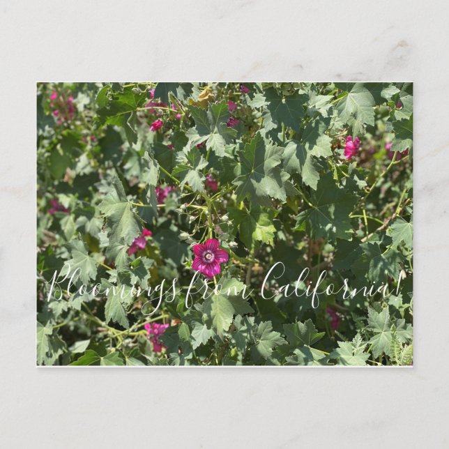 Bloomings from California: Malva Rose Postcard (Front)