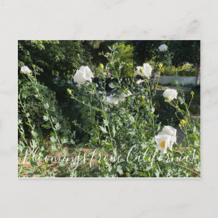 Bloomings from California: Matilija Poppies Postcard