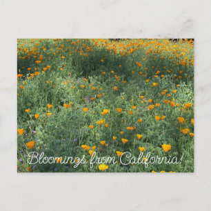 Bloomings from California: May Poppies Postcard