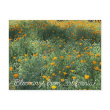 Bloomings from California: May Poppies