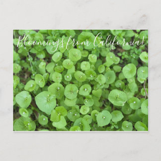 Bloomings from California: Miner's Lettuce Postcard