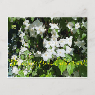 Bloomings from California!: Mock Orange Postcard