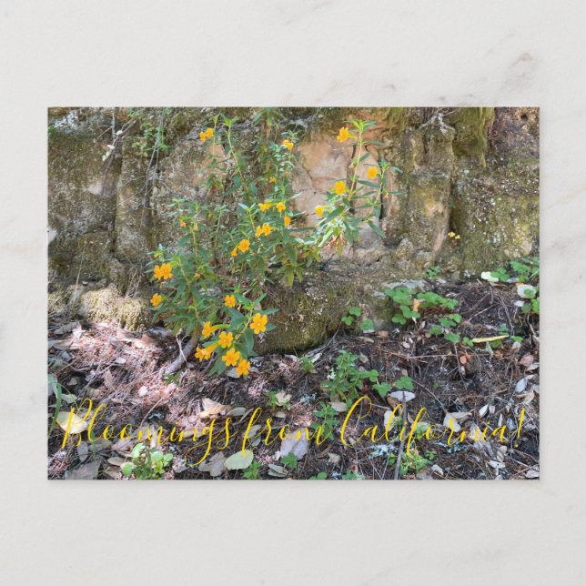 Bloomings from California: Monkey Flowers Postcard (Front)