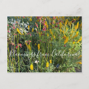 Bloomings from California: Native Meadow Postcard