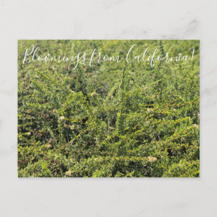 Bloomings from California: Nicolas Chamise Postcar Postcard