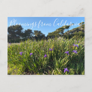 Bloomings from California: Pacific Coast Irises Postcard