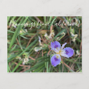 Bloomings from California: Pacific Iris Sea Gal Postcard