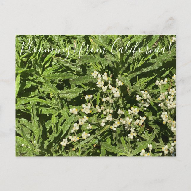 Bloomings from California: Pearly Everlasting Postcard (Front)