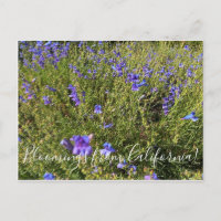Bloomings from California: Penstemon Margarita BOP
