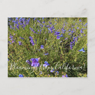 Bloomings from California: Penstemon Margarita BOP Postcard