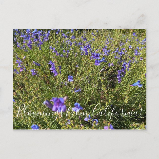 Bloomings from California: Penstemon Margarita BOP Postcard (Front)