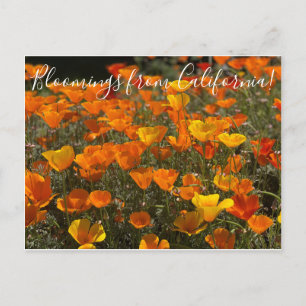Bloomings from California: Poppies Postcard
