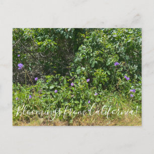 Bloomings from California! Postcard