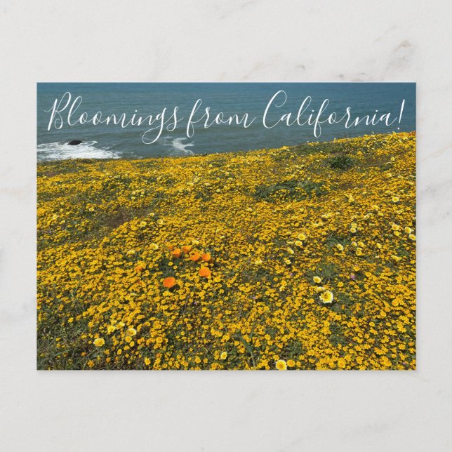 Bloomings from California! Postcard (Front)