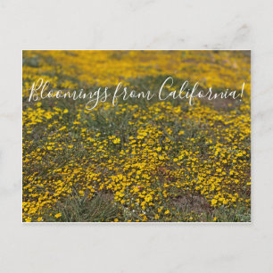 Bloomings from California! Postcard