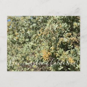 Bloomings from California: Quail Bush Postcard