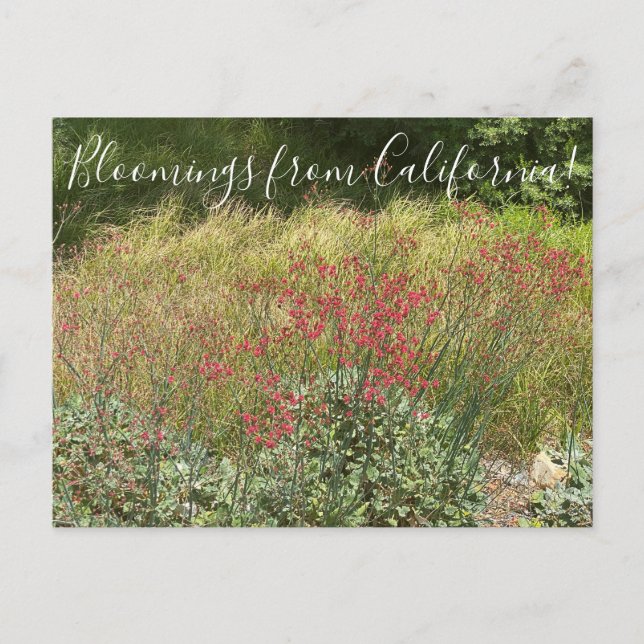 Bloomings from California: Red Buckwheat Postcard (Front)