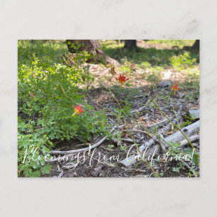 Bloomings from California: Red Columbine Postcard
