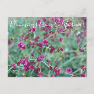 Bloomings from California: Redflower Buckwheat Pos Postcard