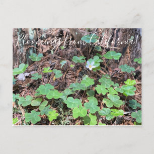 Bloomings from California: Redwood Sorrel Postcard