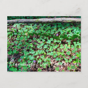 Bloomings from California: Redwood Sorrel Postcard
