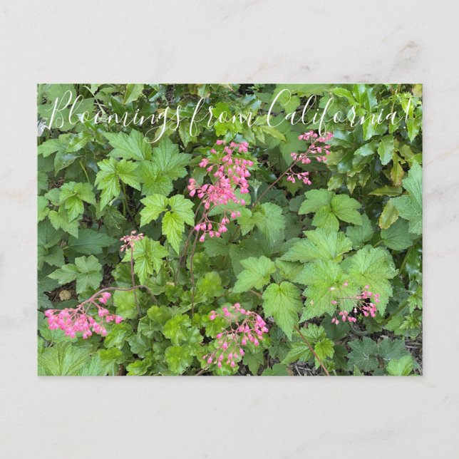 Bloomings from California: Rosada Alumroot Postcard (Front)