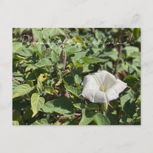 Bloomings from California: Sacred Datura Postcard