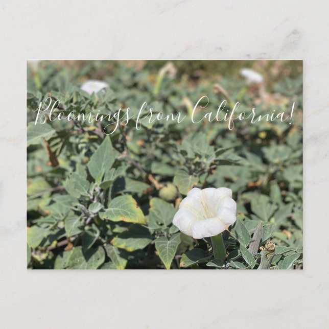 Bloomings from California: Sacred Datura Postcard (Front)