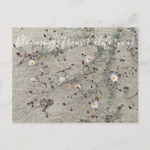 Bloomings from California: Sand Aster Postcard