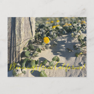 Bloomings from California: Sand Verbena Postcard