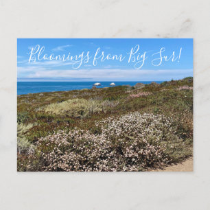 Bloomings from California: Sea Cliff Buckwheat Postcard